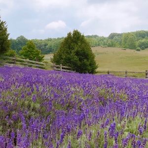 Meet your Posher, Tara